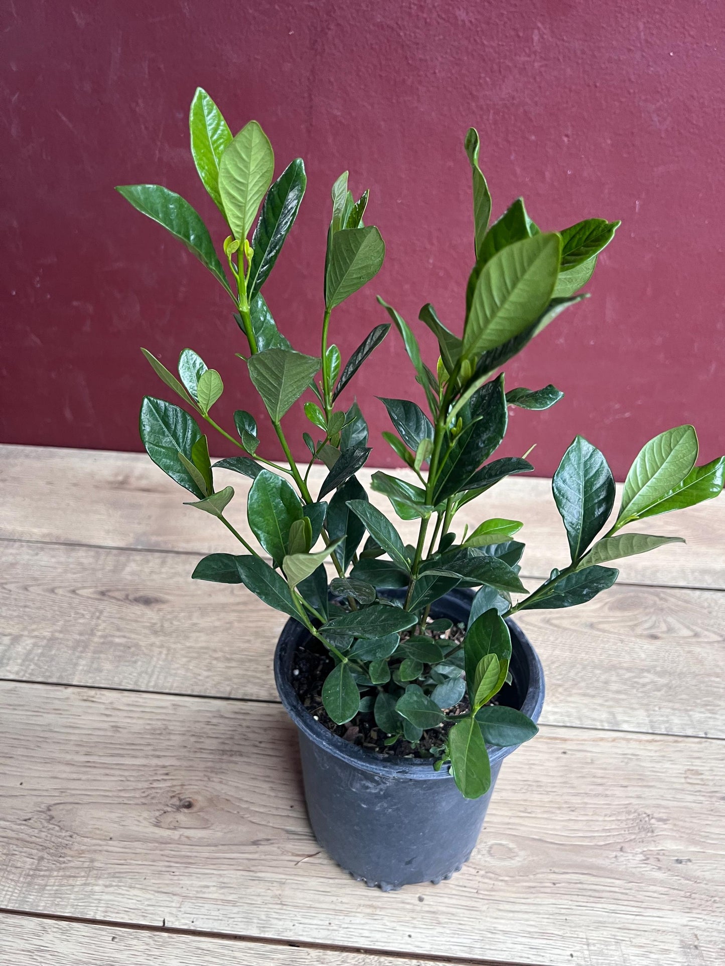 Gardenia jasminoides 'Button' in 6" pot, Gardenia