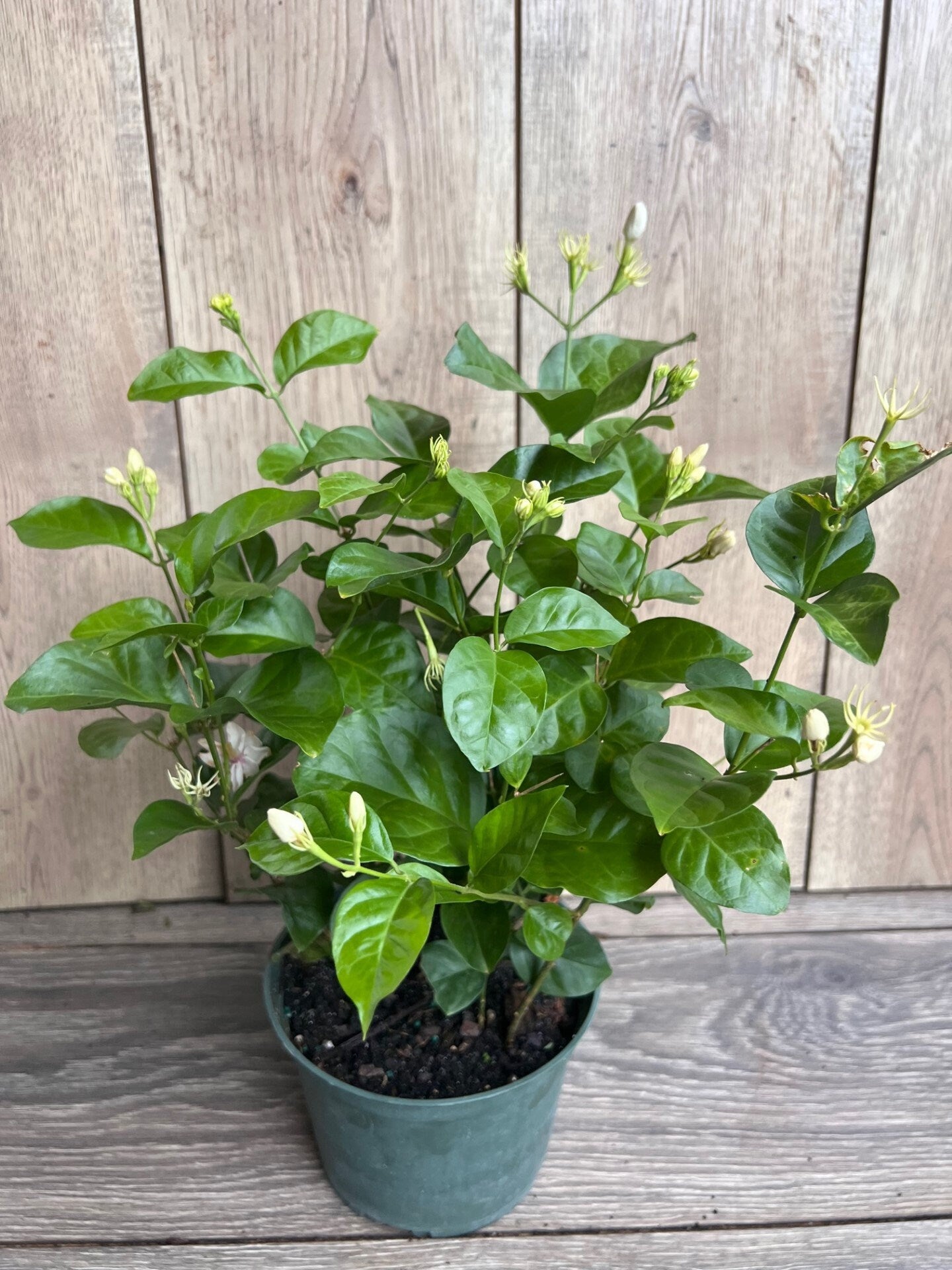 Jasminum sambac, Maid of New Orleans jasmine in 6" Pot, Arabian Jasmine