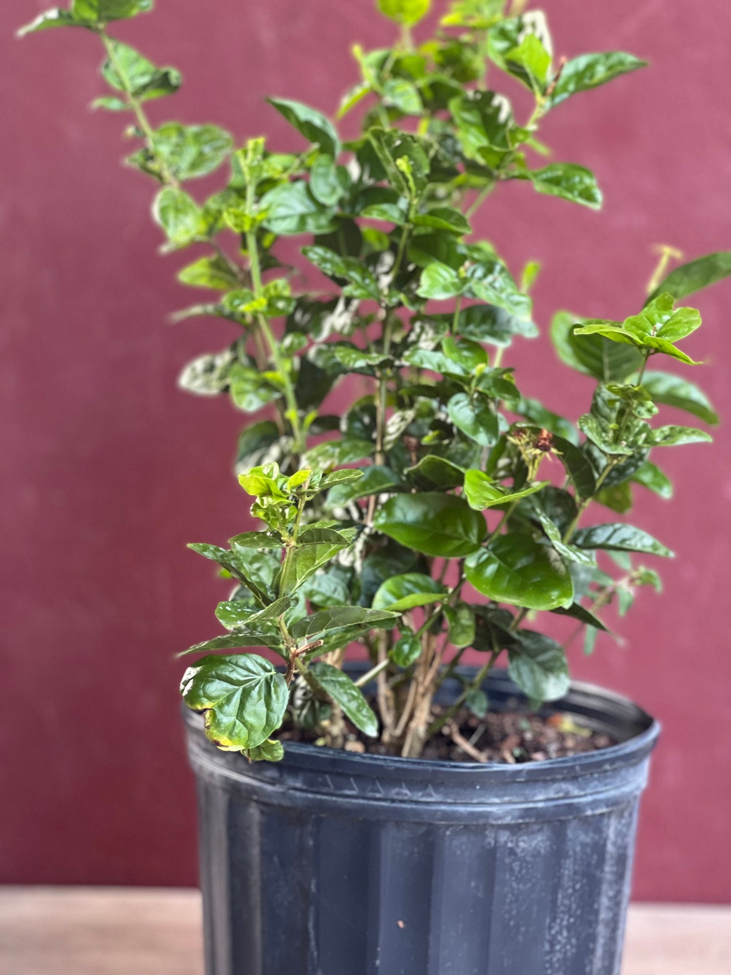 Jasmine Grand Duke in 10" Pot Pot, Fragrance