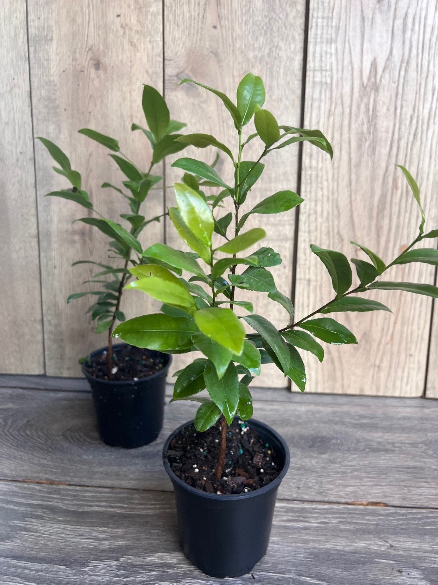 Ochna serrulata, mickey mouse plant in 4" Pot