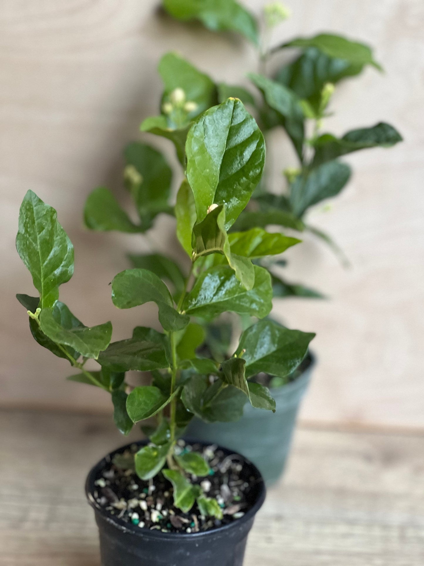 Jamine Mysore Mulli in 4" Pot Pot, Fragrance, Flowers and Brilliant Green Leaves