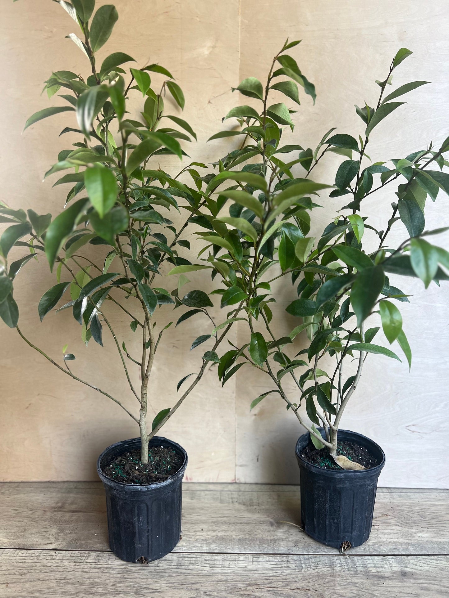 Magnolia figo, Michelia figo – Banana shrub in 6" Pot