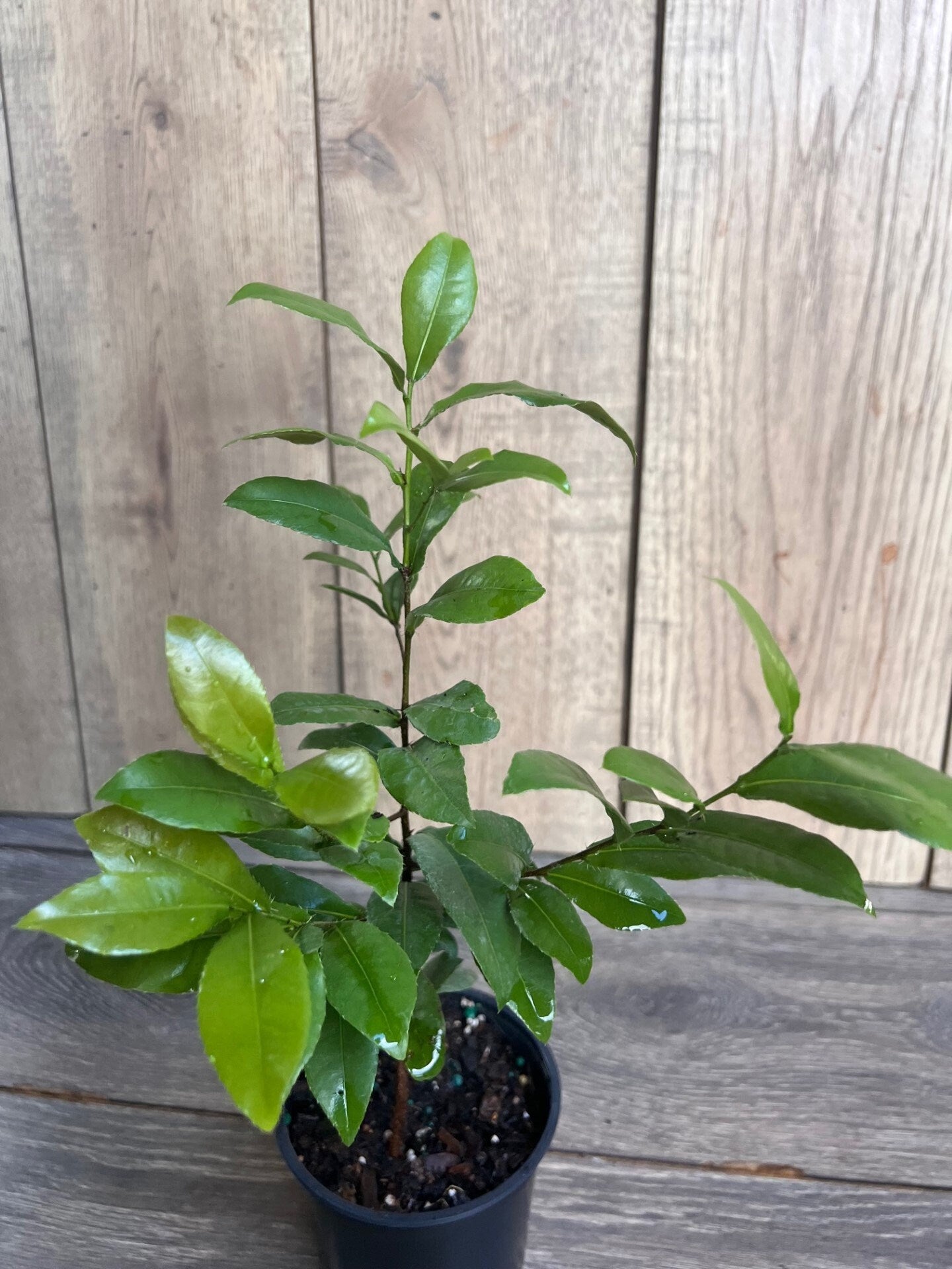 Ochna serrulata, mickey mouse plant in 4" Pot