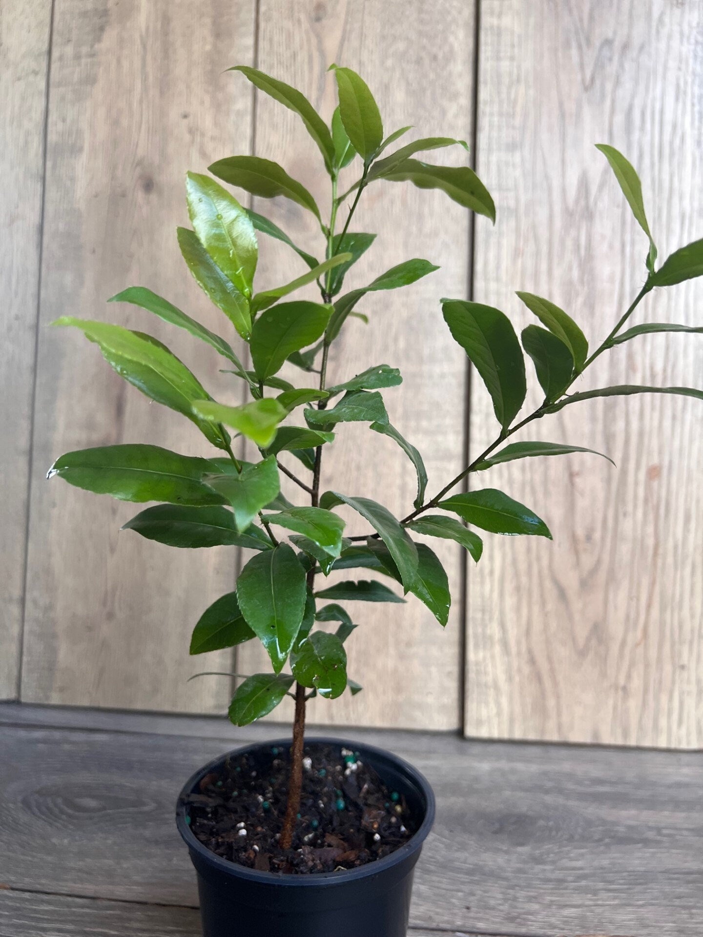 Ochna serrulata, mickey mouse plant in 4" Pot