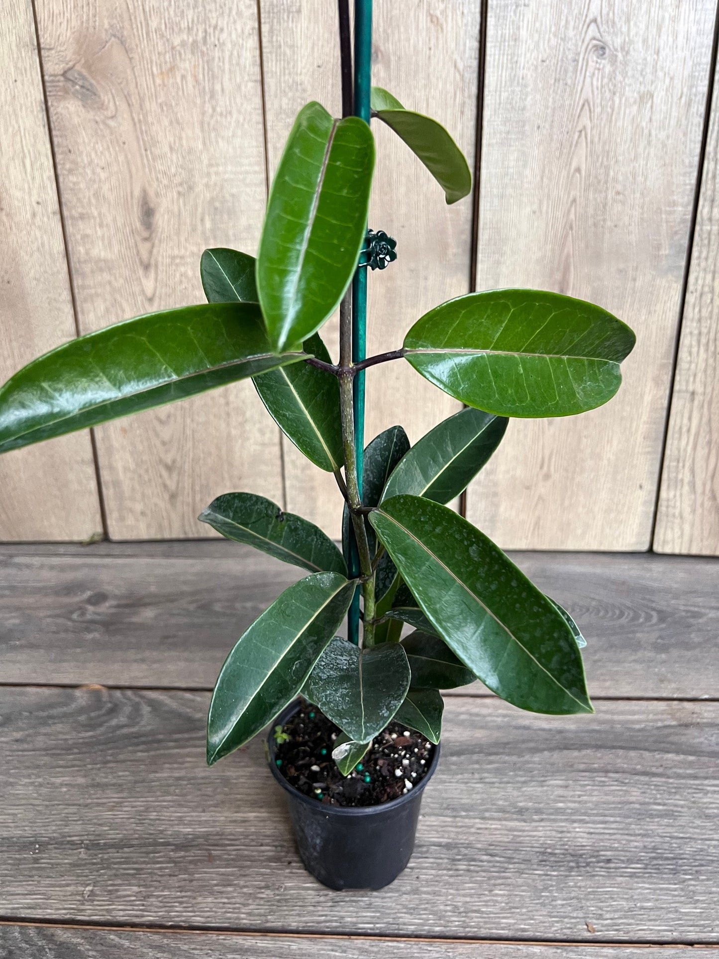 Stephanotis Floribunda Plant in 6", Jasminoides, Madagascar Jasmine, Bridal Bouquet Wedding Flower