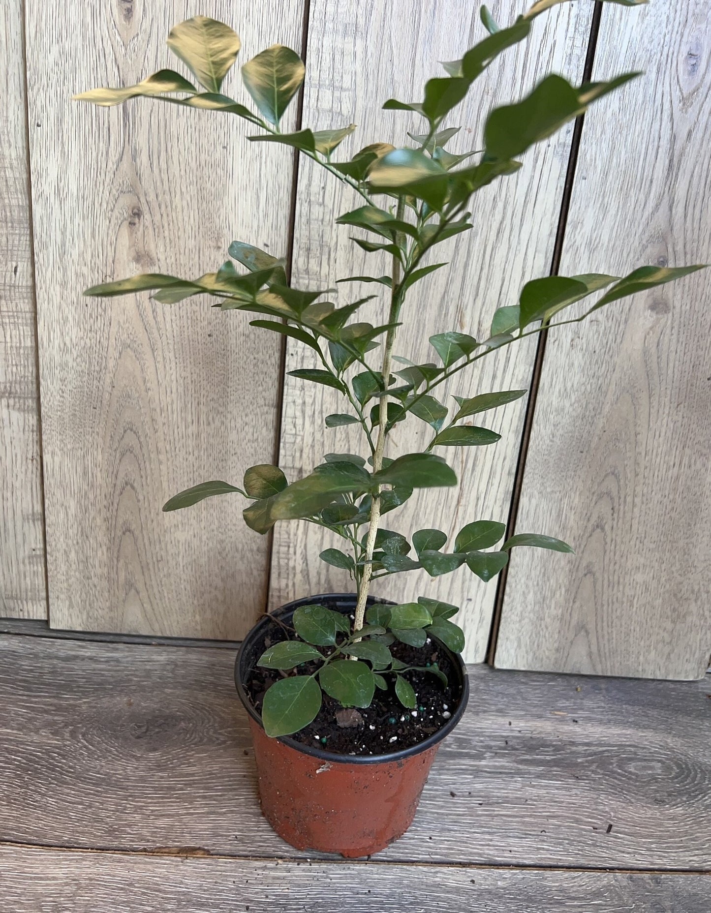 Orange Jasmine in 6" Pot, Murraya paniculata