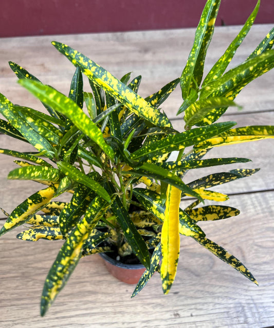 Croton Sunny Star in 4" Pot, house plant, indoor, outdoor