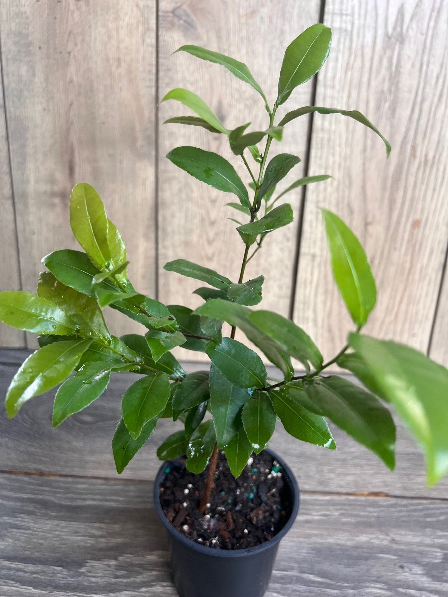 Ochna serrulata, mickey mouse plant in 4" Pot