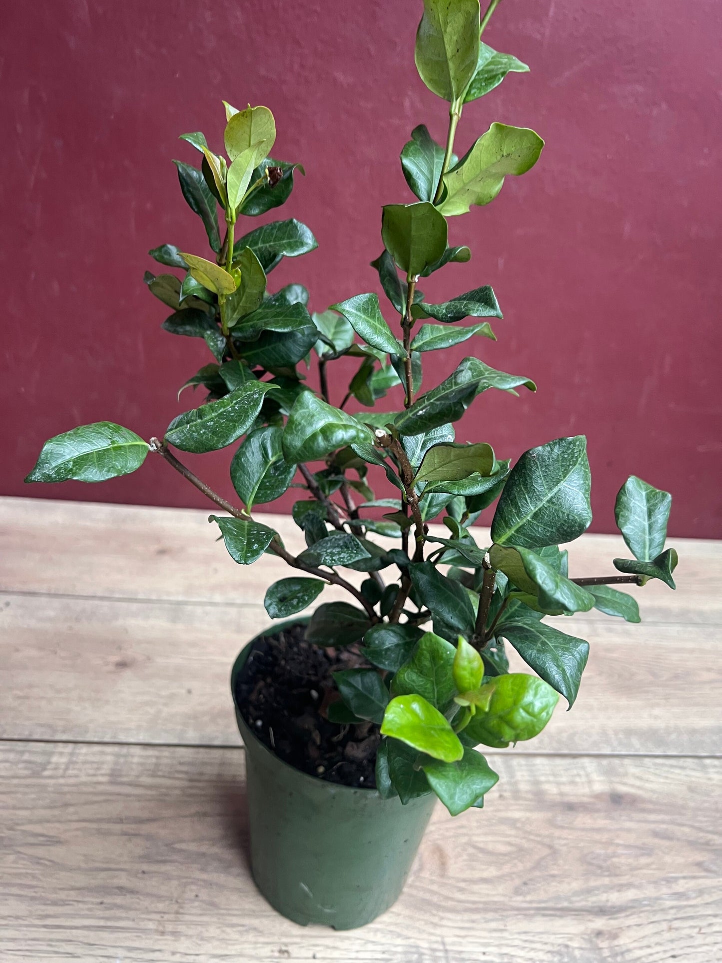 Confederate Jasmine,  Trachelospermum jasminoides, star jasmine in 6" Pot