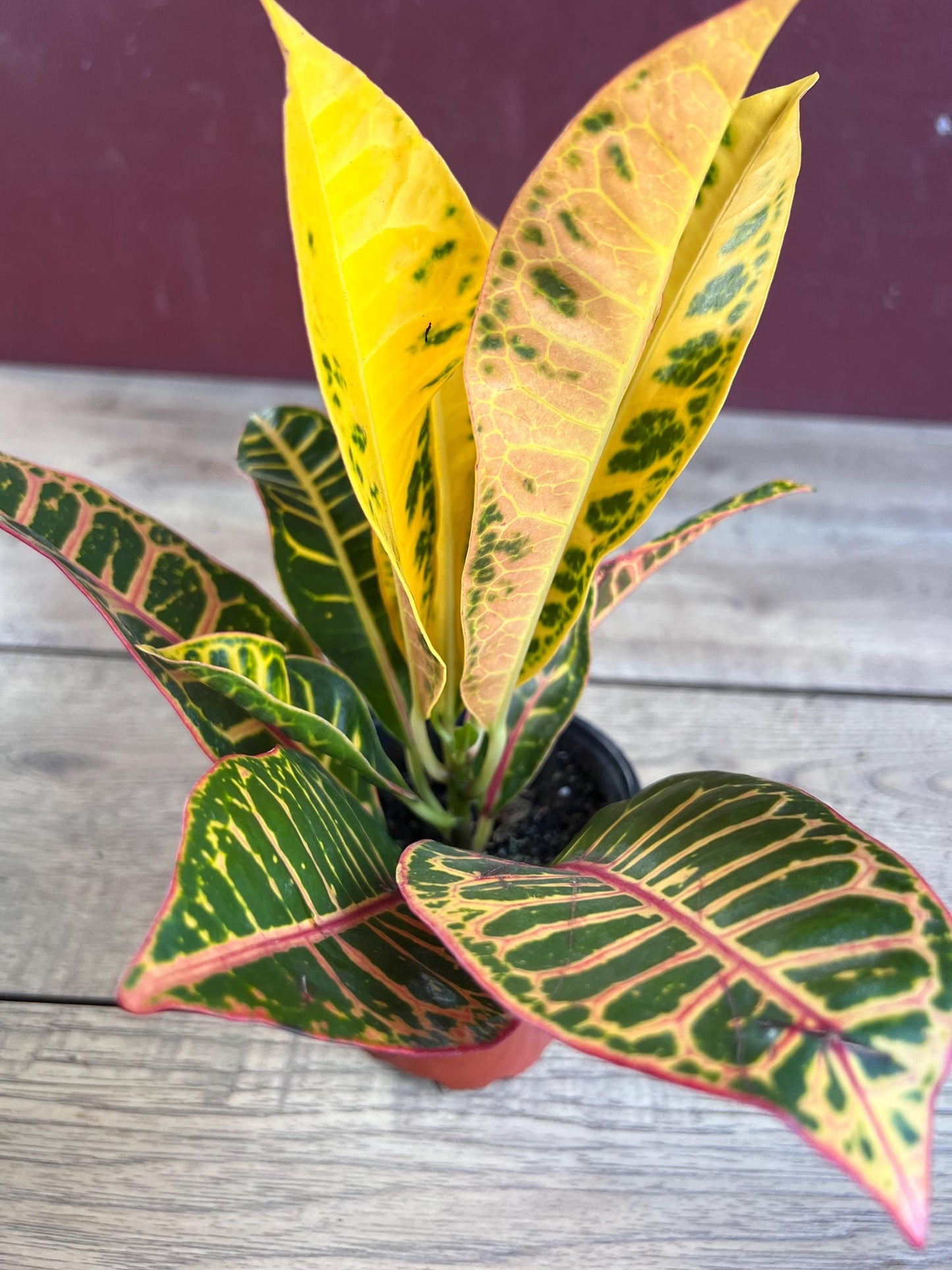 Croton  Petra  in 4" Pot, house plant, indoor, outdoor