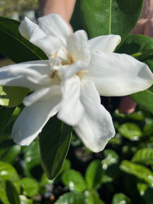 Gardenia in 4" pot