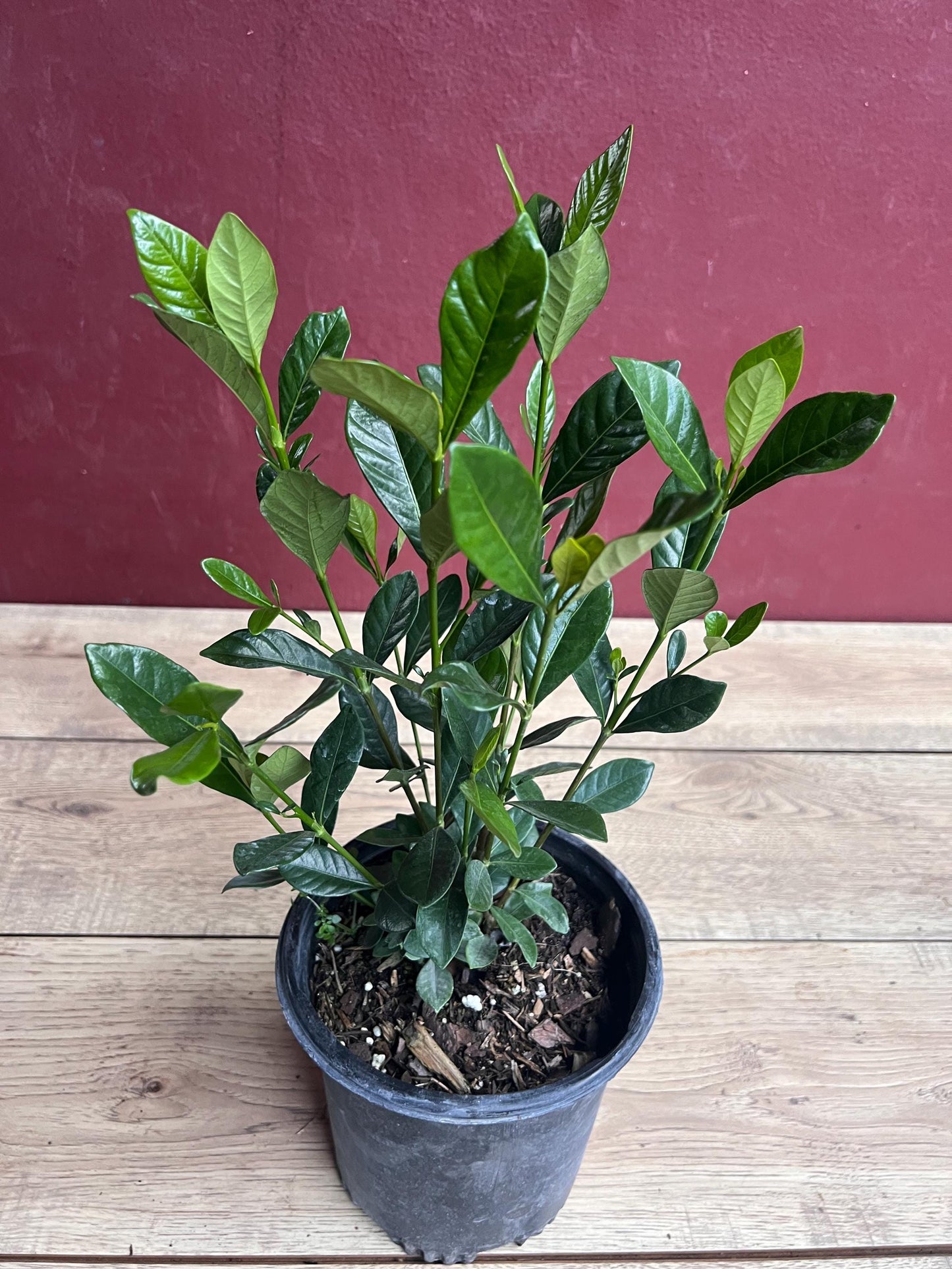 Gardenia jasminoides 'Button' in 6" pot, Gardenia