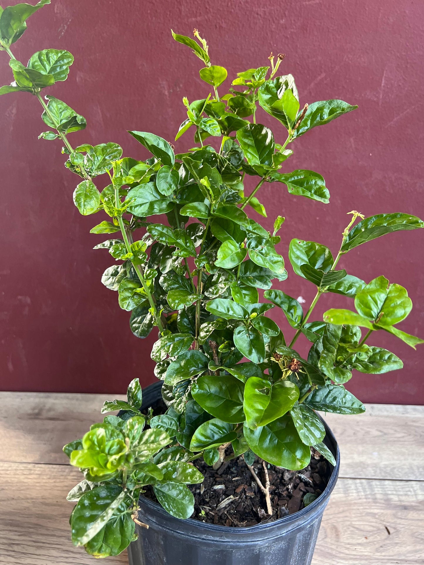 Jasmine Grand Duke in 10" Pot Pot, Fragrance