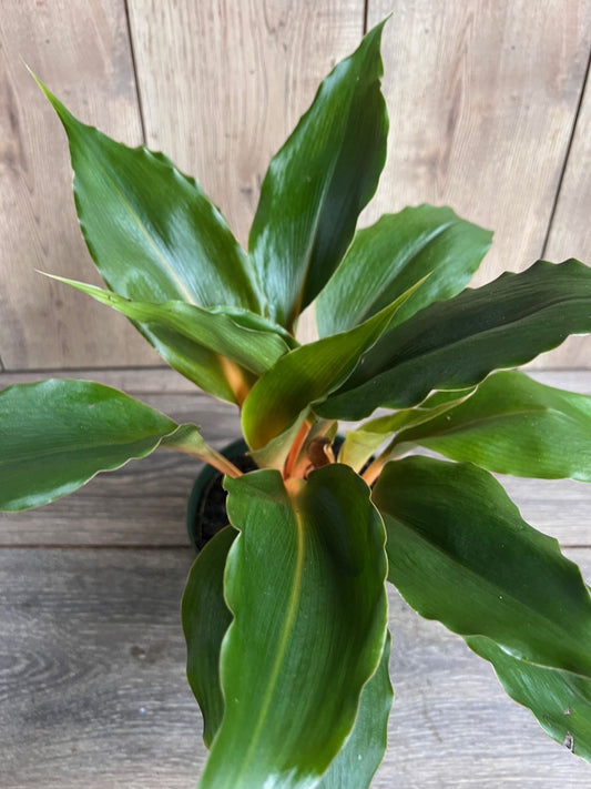 Chlorophytum 'Mandarin Orange' in 6" pot, Mandarin plant, spider