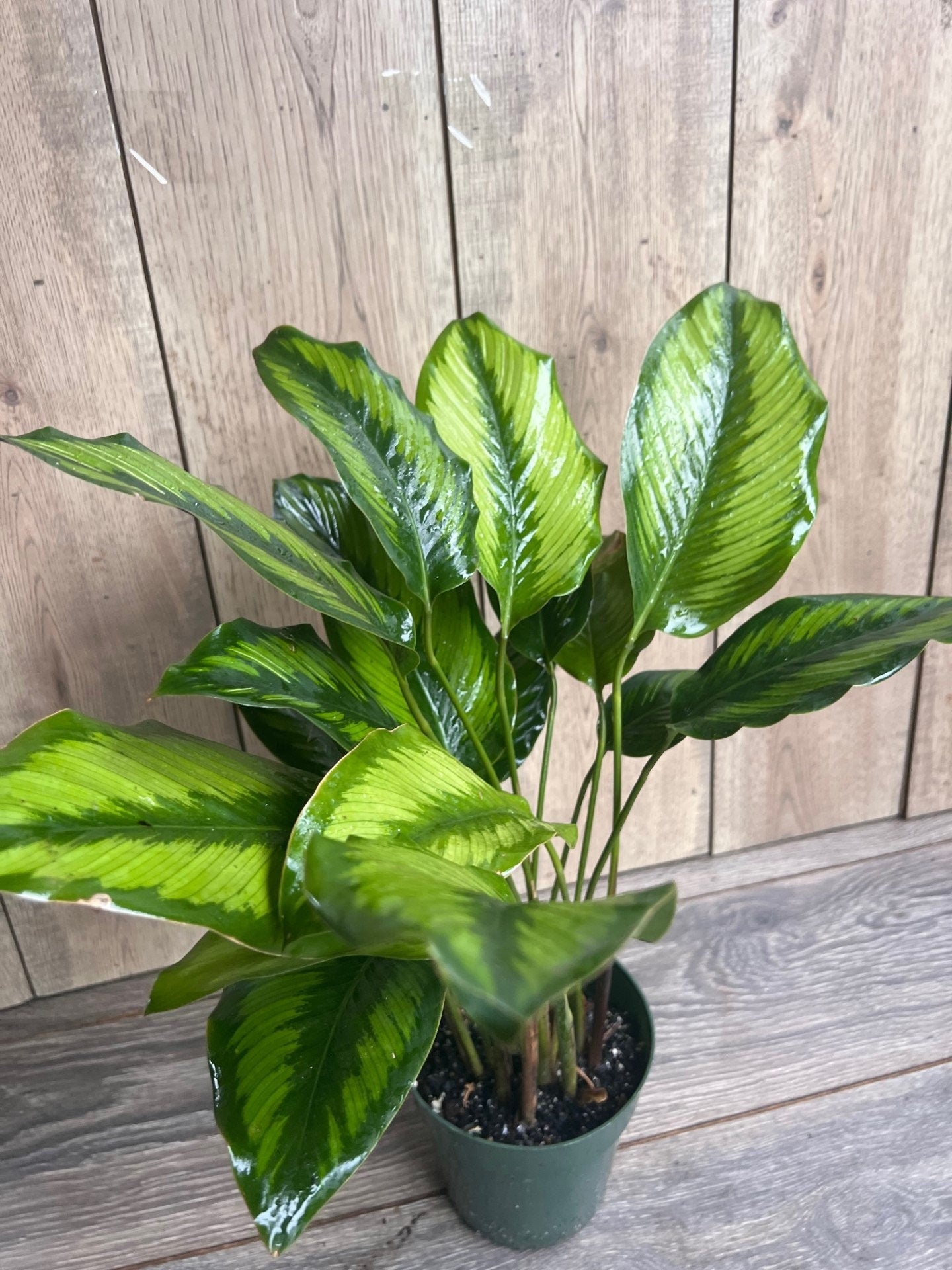 Calathea Beauty Star - Calathea , in 6" pot, Prayer Plant