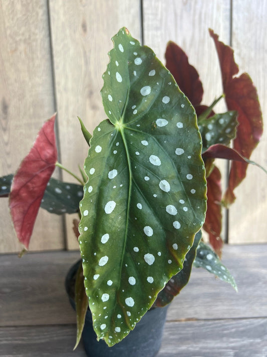 Begonia maculata in 6" Pot, Polka dot plant, house plant