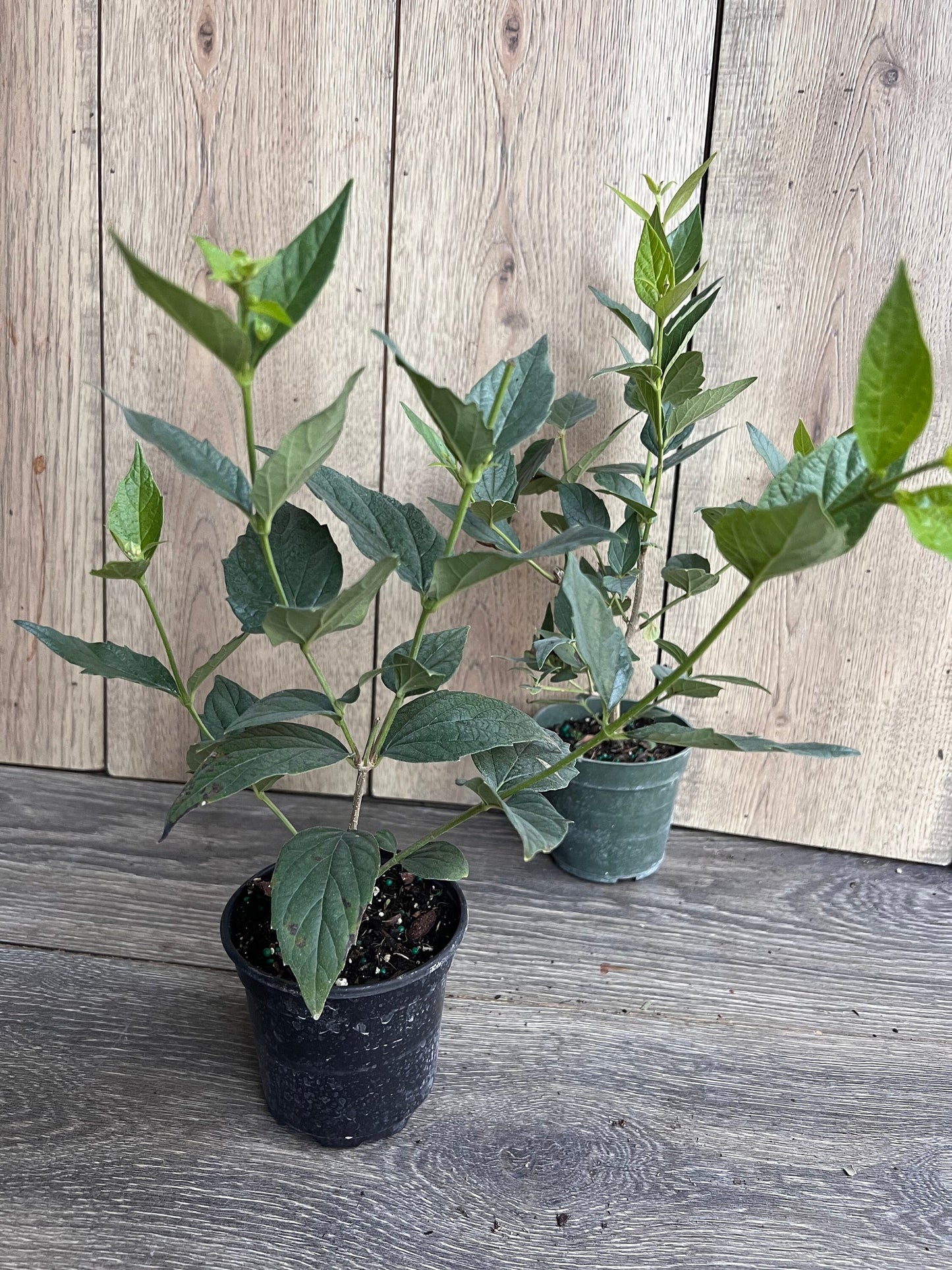 Nyctanthes arbor-tristis in 4" Pot