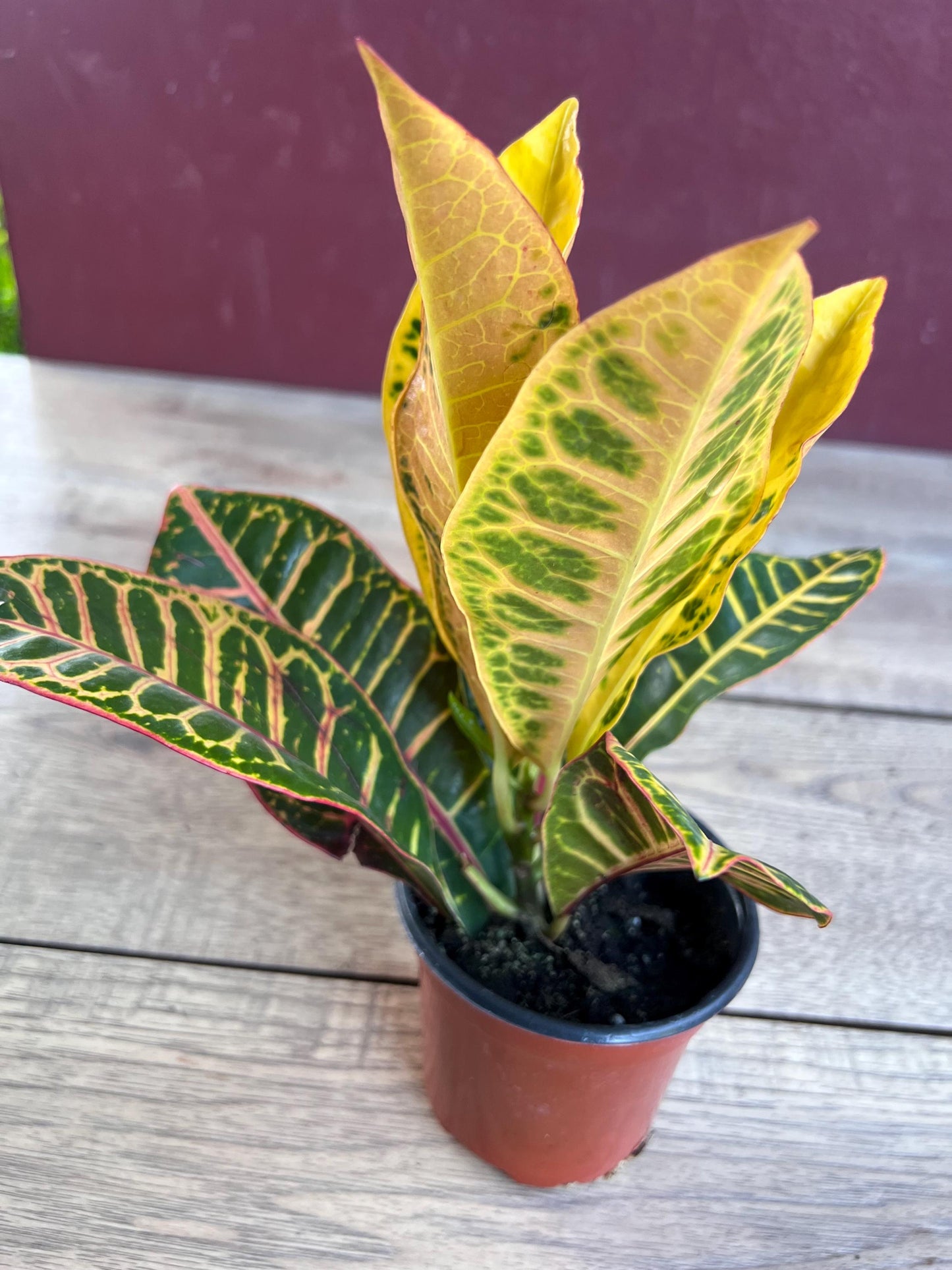 Croton  Petra  in 4" Pot, house plant, indoor, outdoor