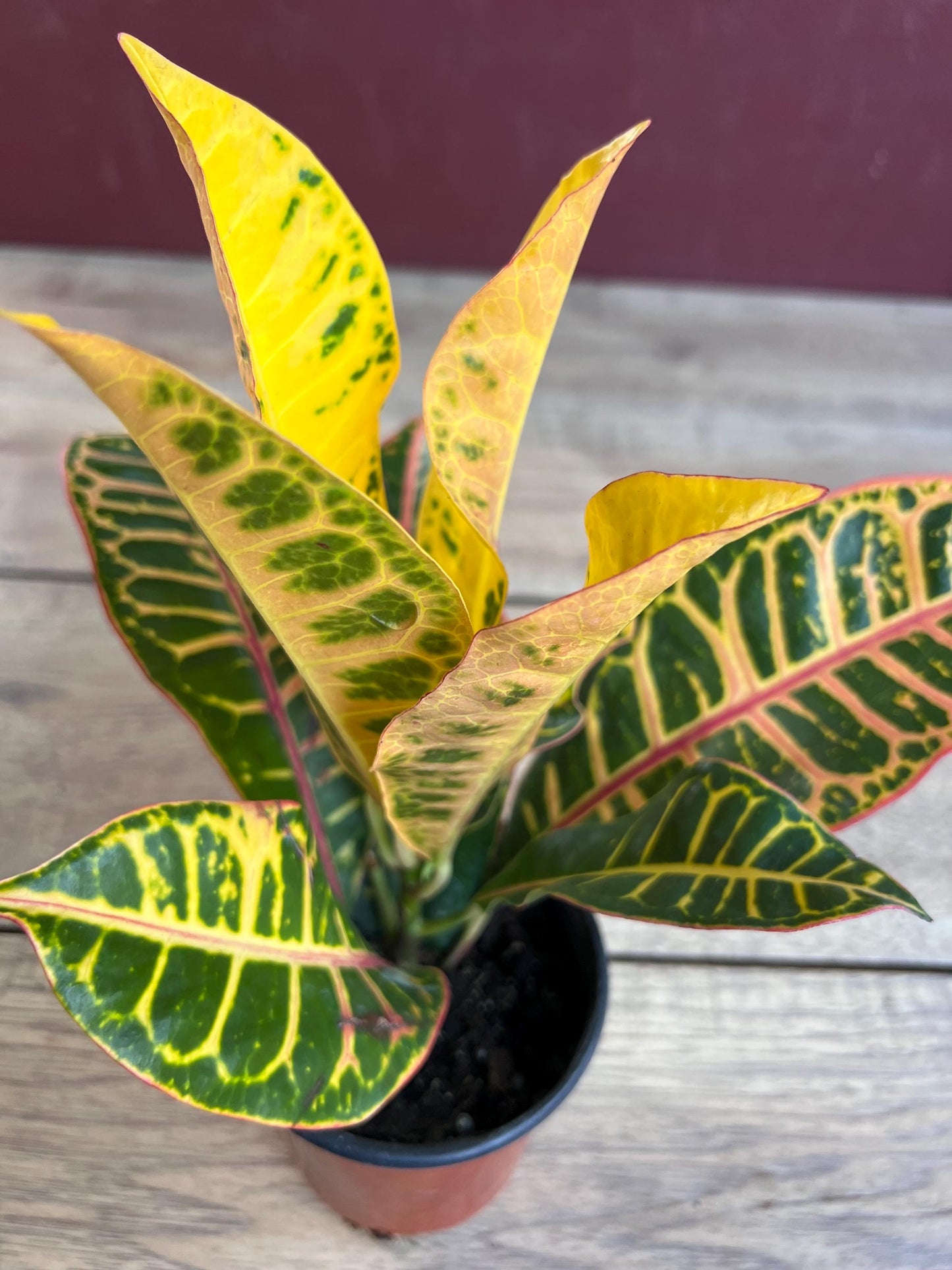 Croton  Petra  in 4" Pot, house plant, indoor, outdoor