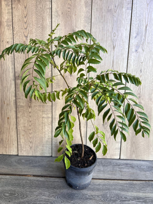 Curry Leaf Plant, Murraya Koenigii, in 6" Pot. No ship to CA or HI