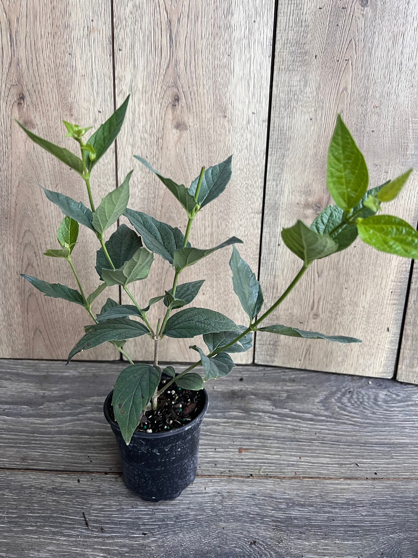 Nyctanthes arbor-tristis in 4" Pot