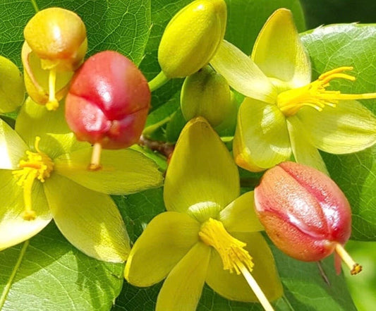 Ochna serrulata, mickey mouse plant in 6" Pot