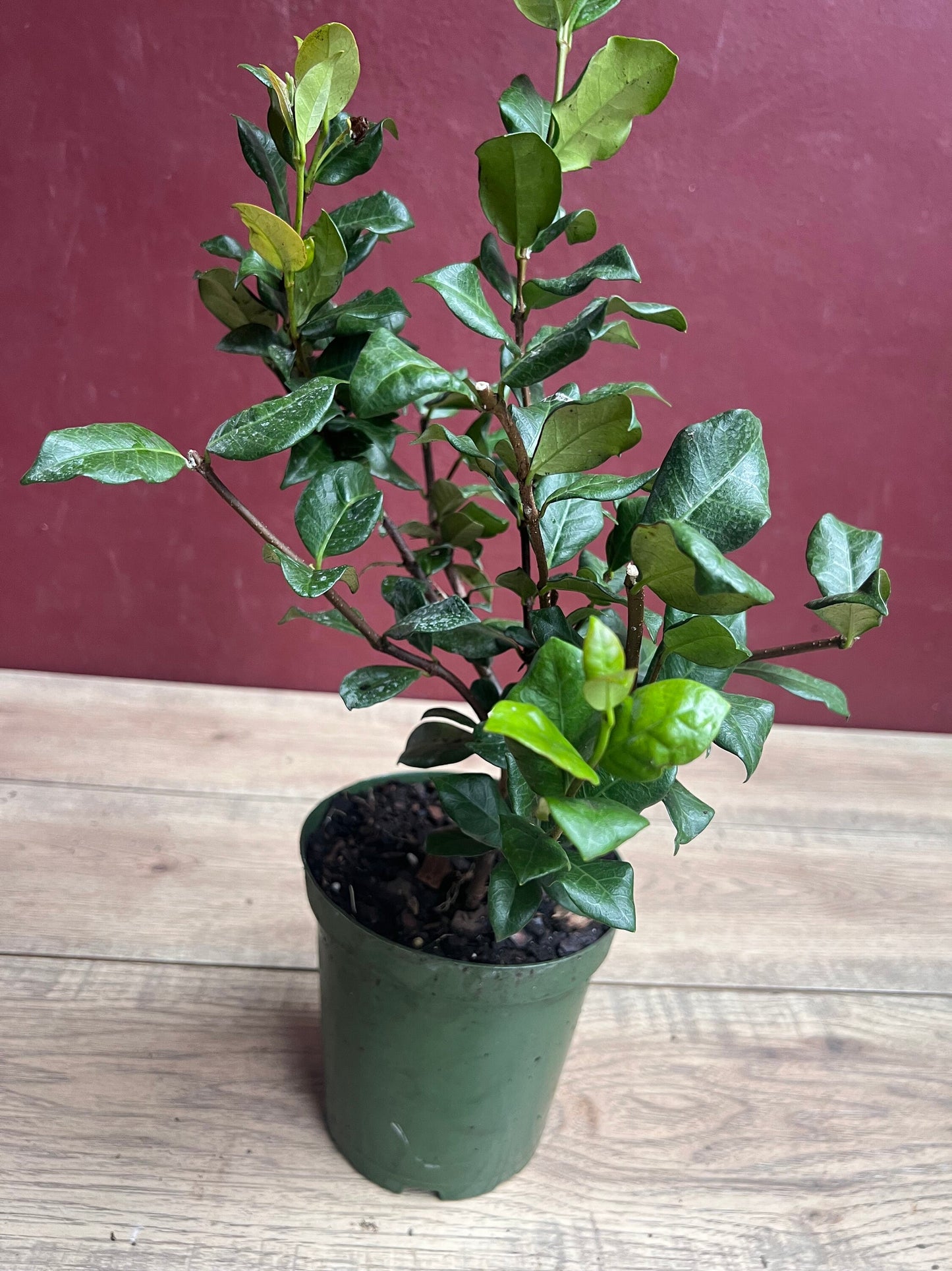 Confederate Jasmine,  Trachelospermum jasminoides, star jasmine in 6" Pot