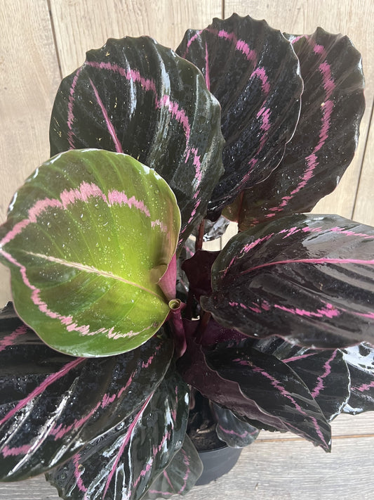 Calathea Dottie in 6" Pot, prayer plant