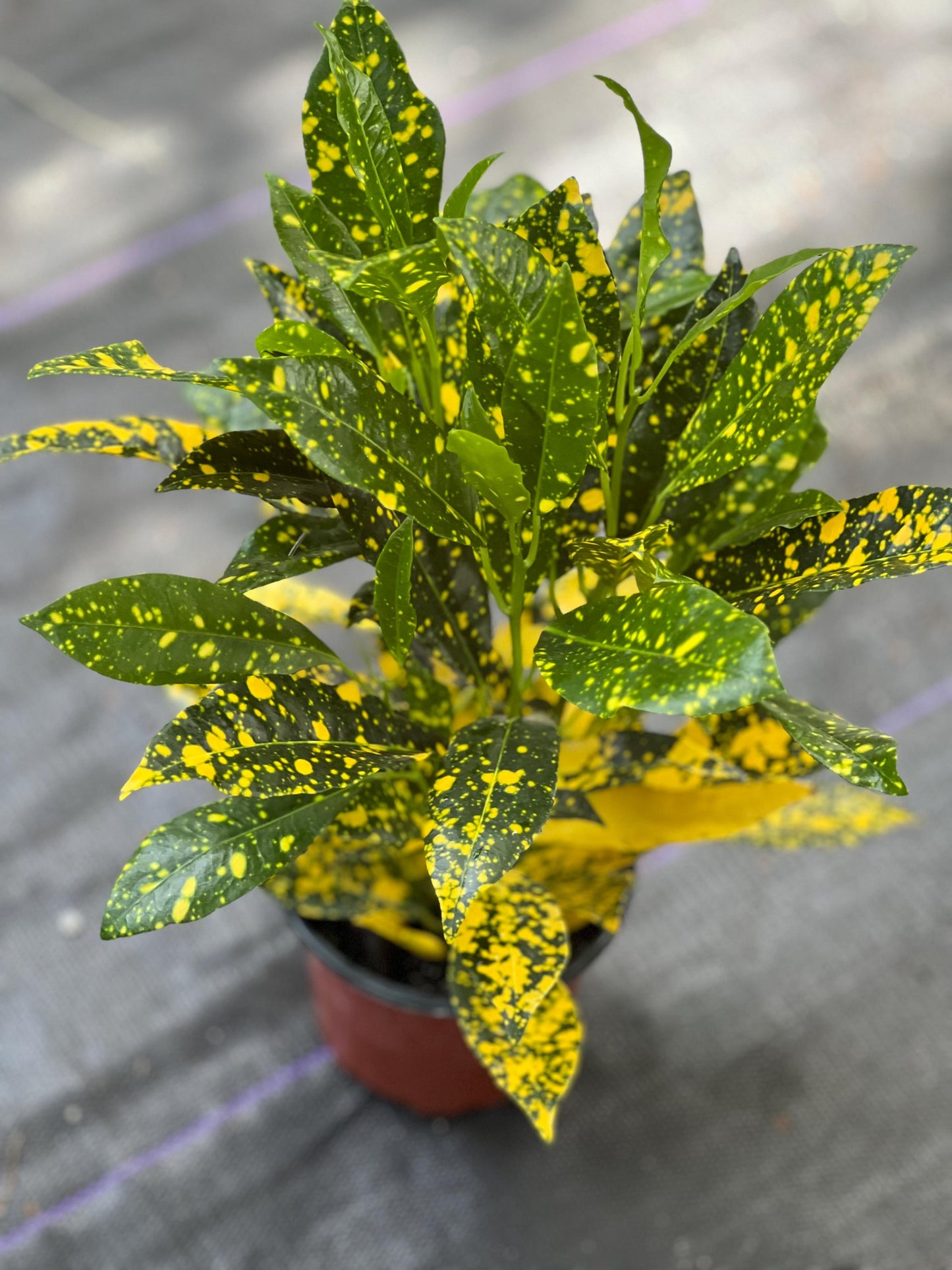 Croton Gold Star in 4" Pot, house plant, indoor, outdoor