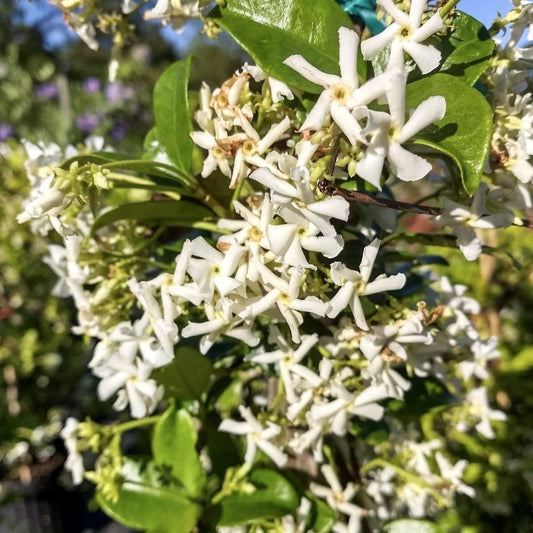 Confederate Jasmine,  Trachelospermum jasminoides, star jasmine in 6" Pot