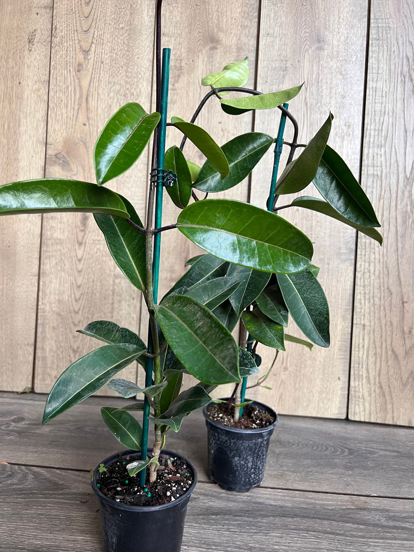 Stephanotis Floribunda Plant in 6", Jasminoides, Madagascar Jasmine, Bridal Bouquet Wedding Flower