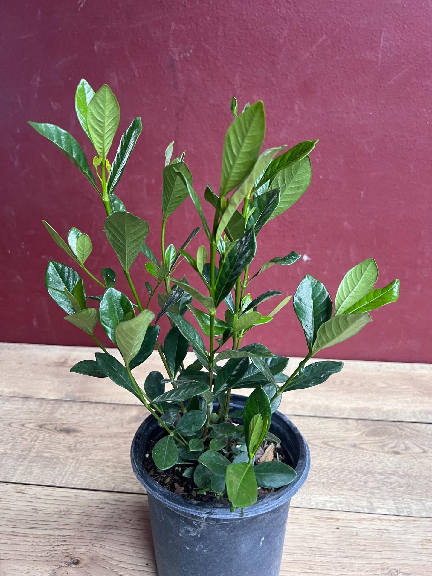 Gardenia jasminoides 'Button' in 6" pot, Gardenia