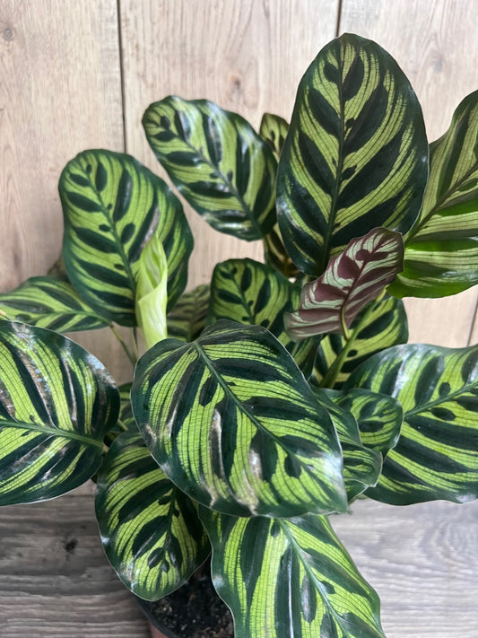 Calathea makoyana, Peacock Plant, in 6" inches pot, prayer plant