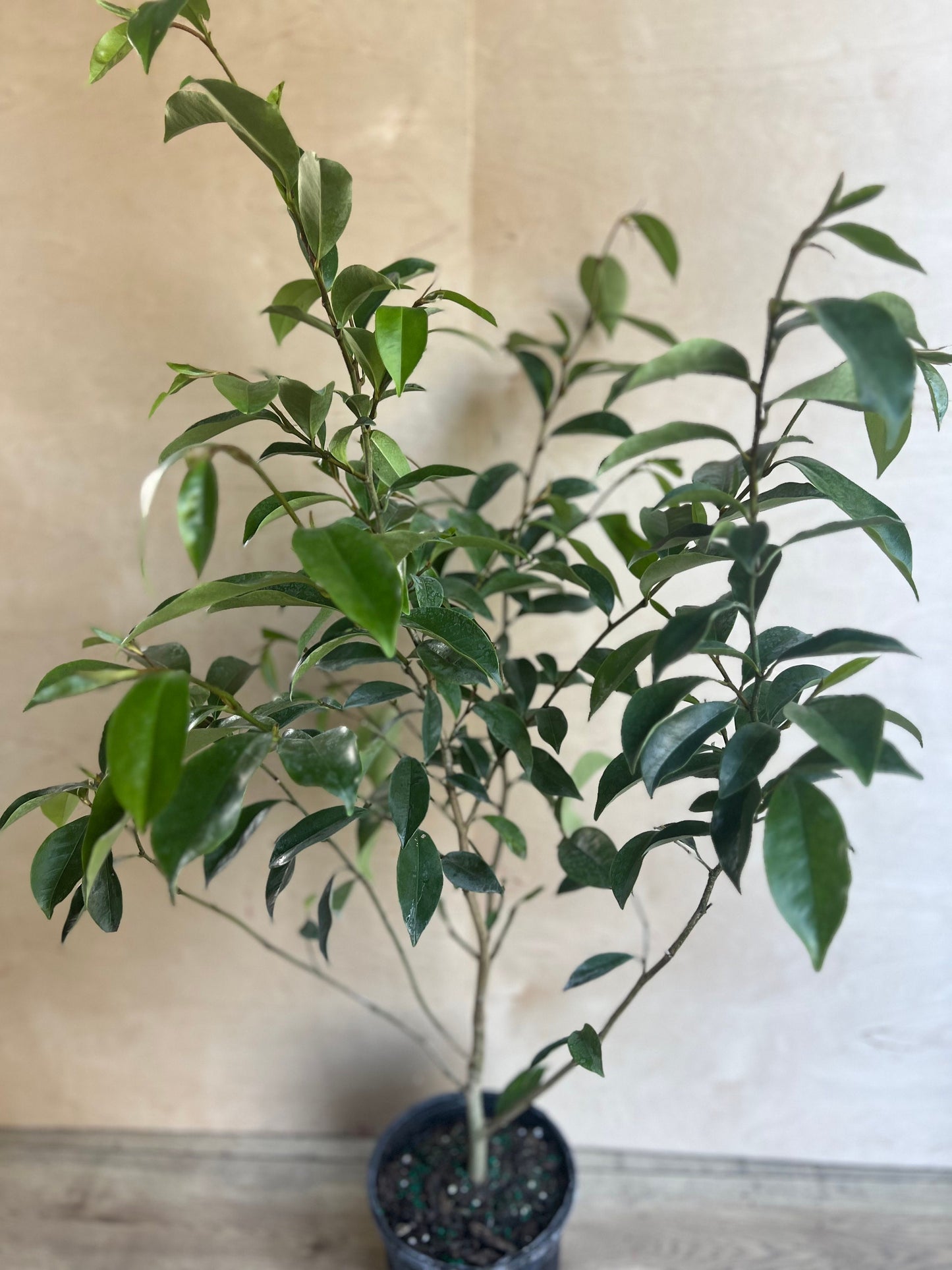 Magnolia figo, Michelia figo – Banana shrub in 6" Pot