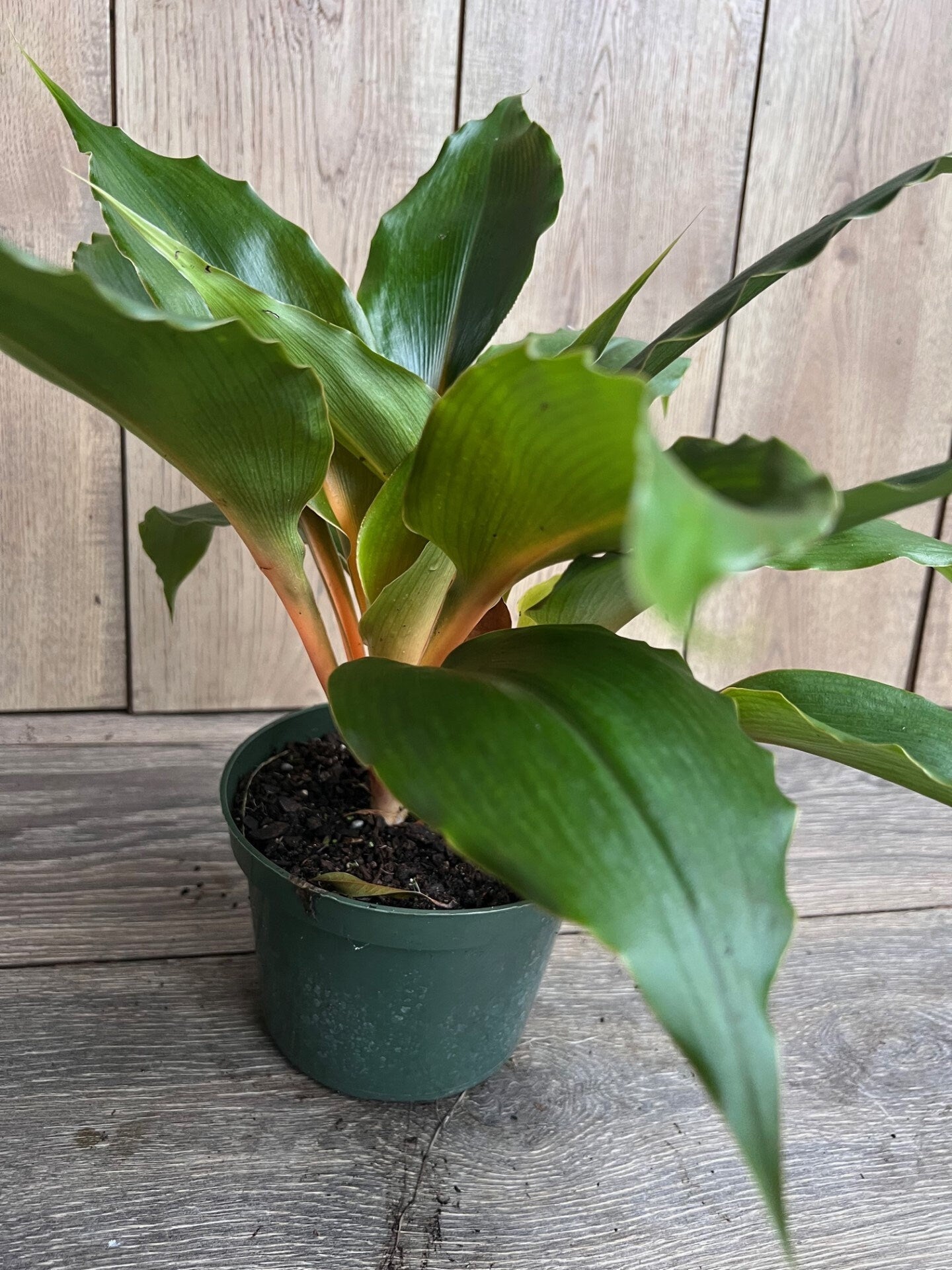 Chlorophytum 'Mandarin Orange' in 6" pot, Mandarin plant, spider