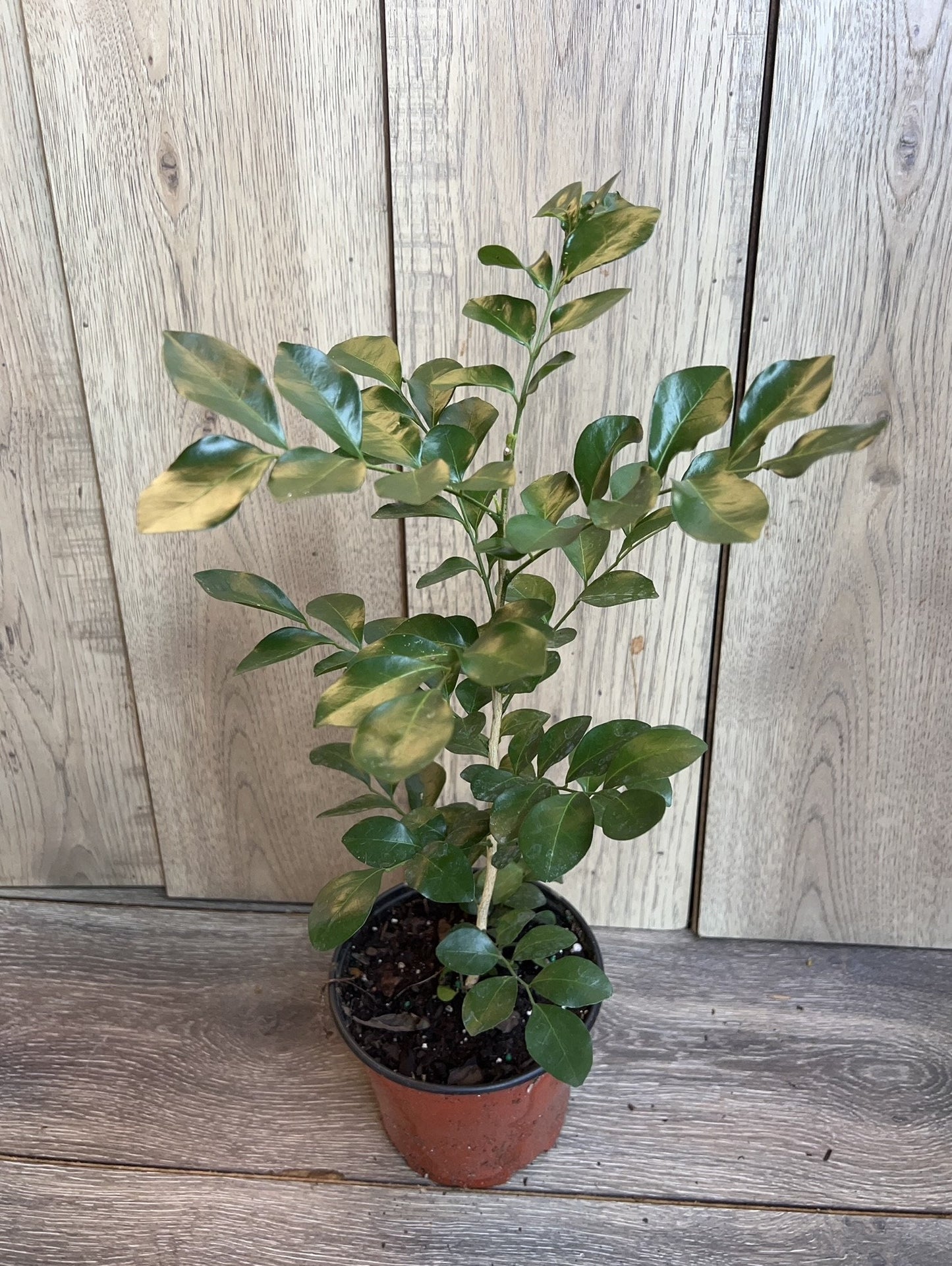 Orange Jasmine in 6" Pot, Murraya paniculata