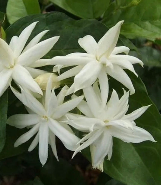 Jasmine Belle of India in 4" Pot Pot, Fragrance, Flowers and Brilliant Green Leaves