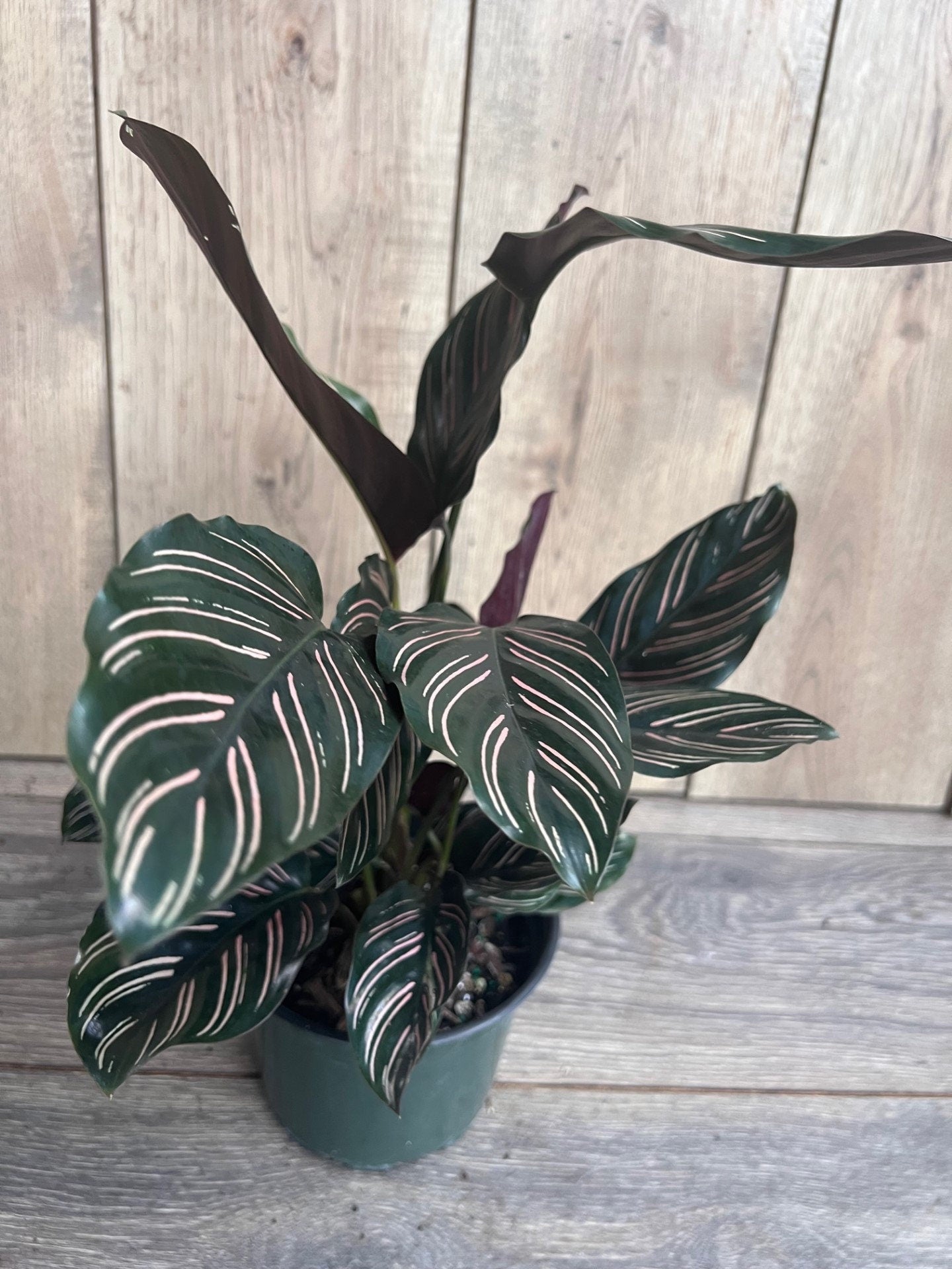 Calathea Ornata in 6" Pot, prayer plant