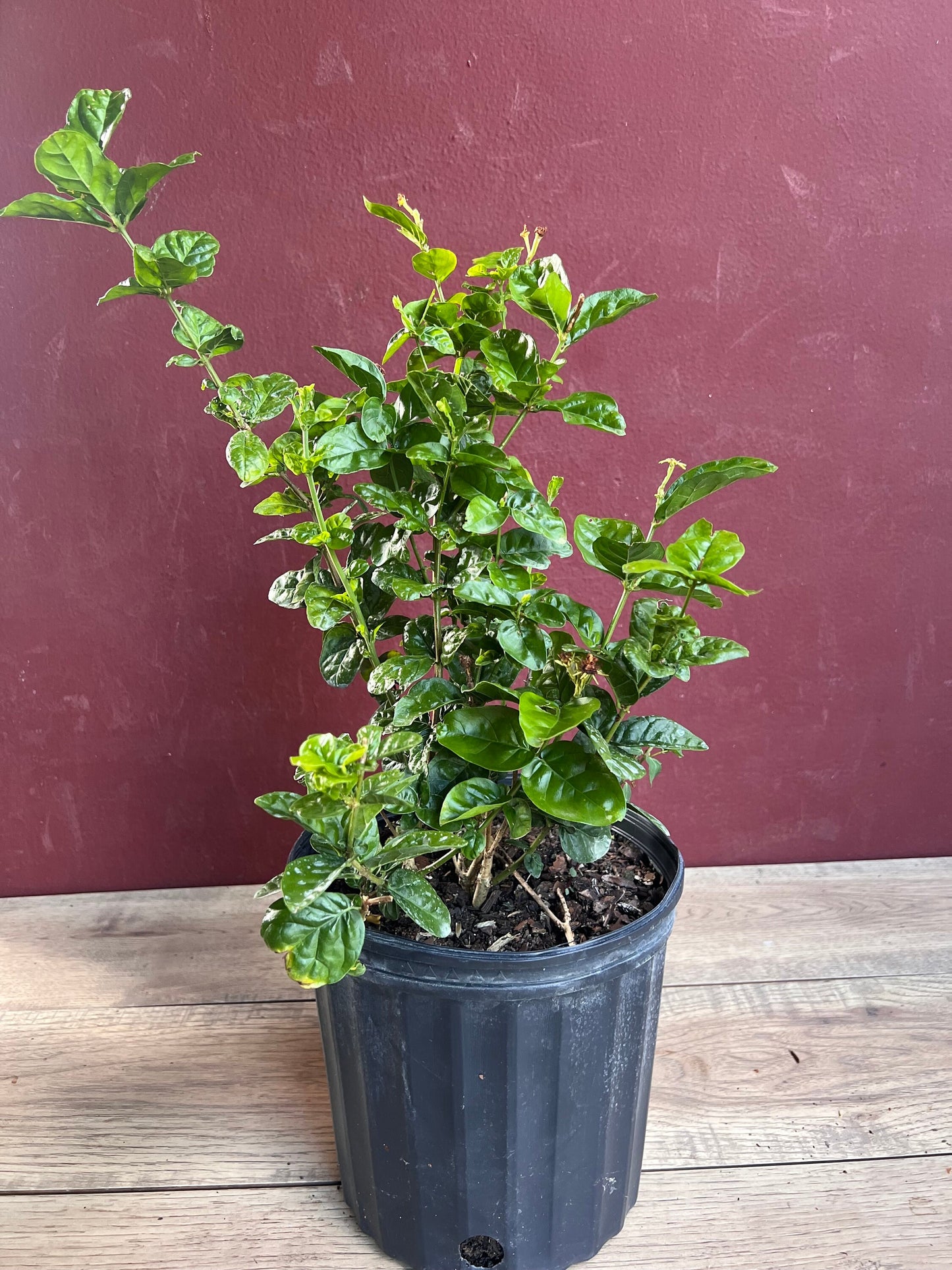 Jasmine Grand Duke in 10" Pot Pot, Fragrance