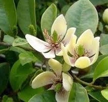 Magnolia figo, Michelia figo – Banana shrub in 4" Pot