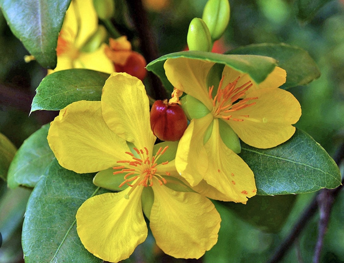 Ochna serrulata, mickey mouse plant in 4" Pot