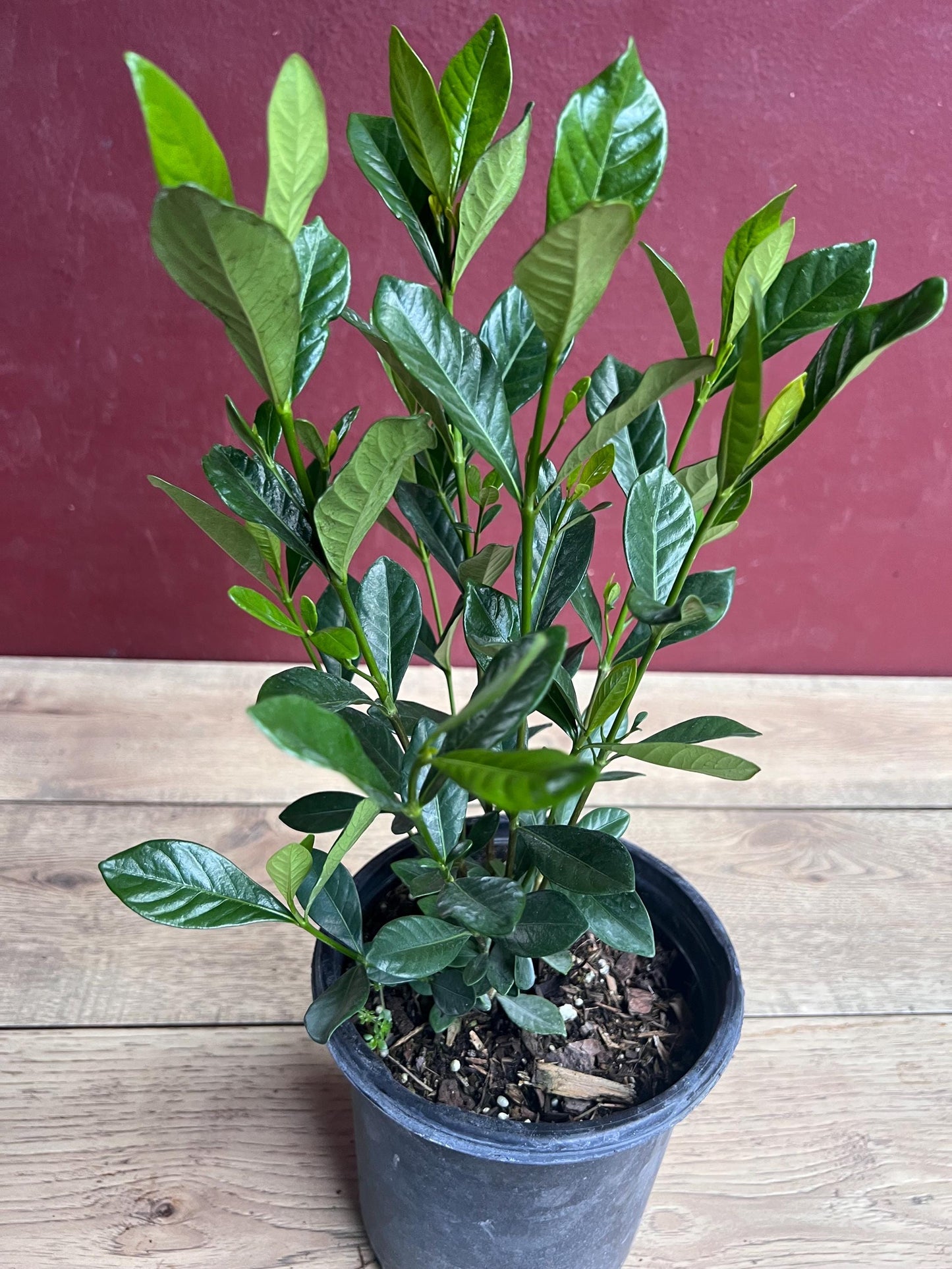 Gardenia jasminoides 'Button' in 6" pot, Gardenia