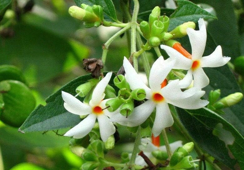 Nyctanthes arbor-tristis in 4" Pot