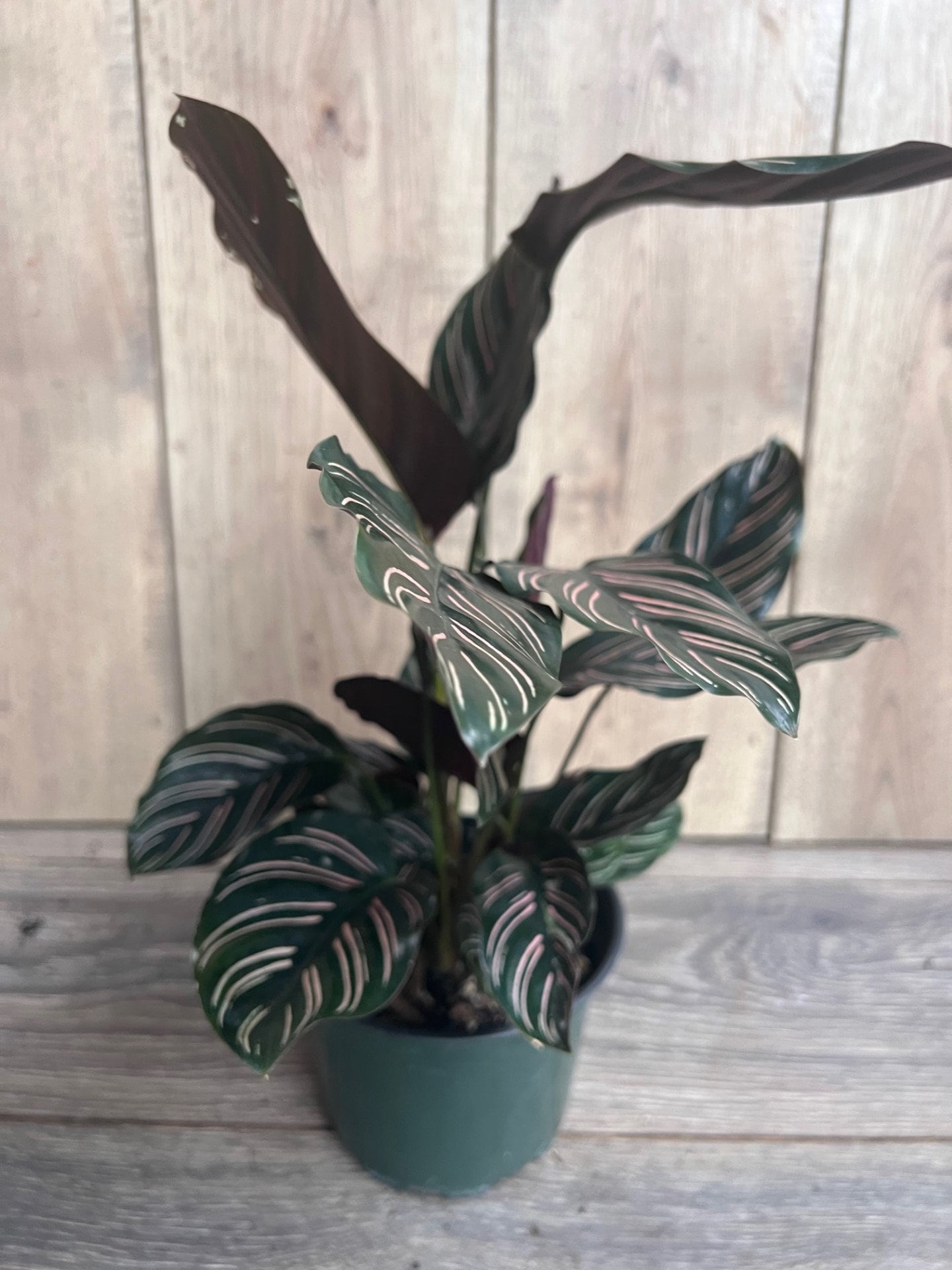 Calathea Ornata in 6" Pot, prayer plant