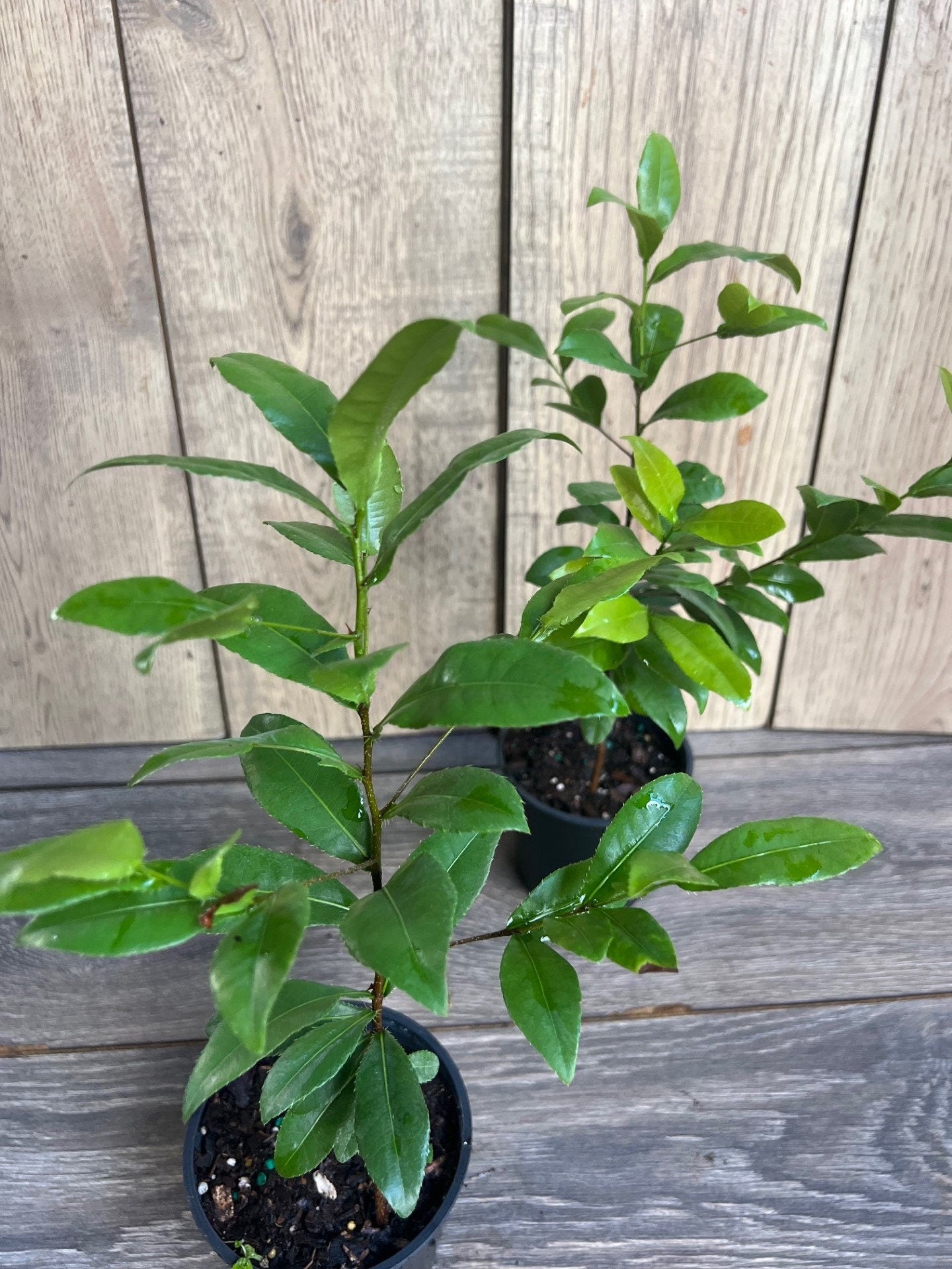 Ochna serrulata, mickey mouse plant in 4" Pot