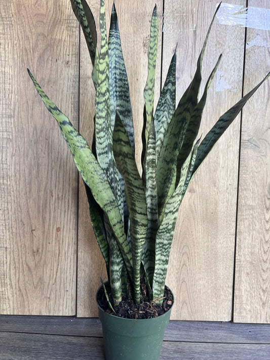 Sansevieria Zeylanica, in 6" pot, snake plant