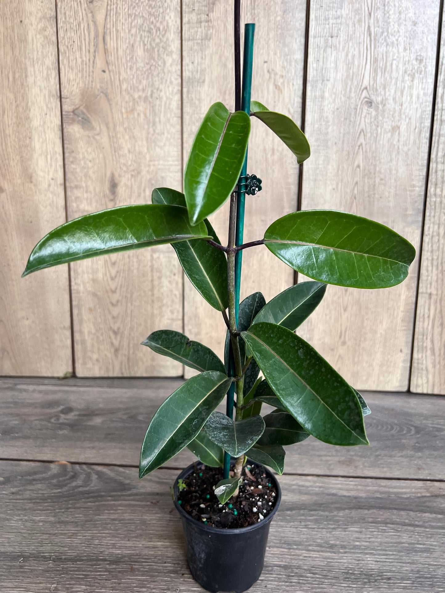 Stephanotis Floribunda Plant in 6", Jasminoides, Madagascar Jasmine, Bridal Bouquet Wedding Flower