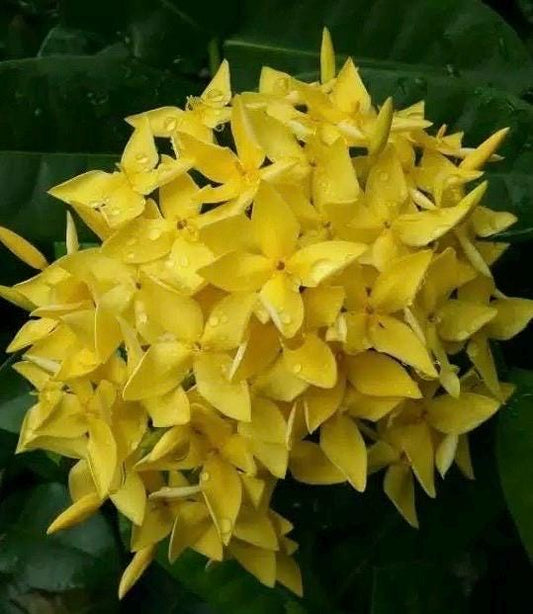 Ixora Taiwanese Yellow in 6" Pot, Carmen Dwarf Red, Ixora