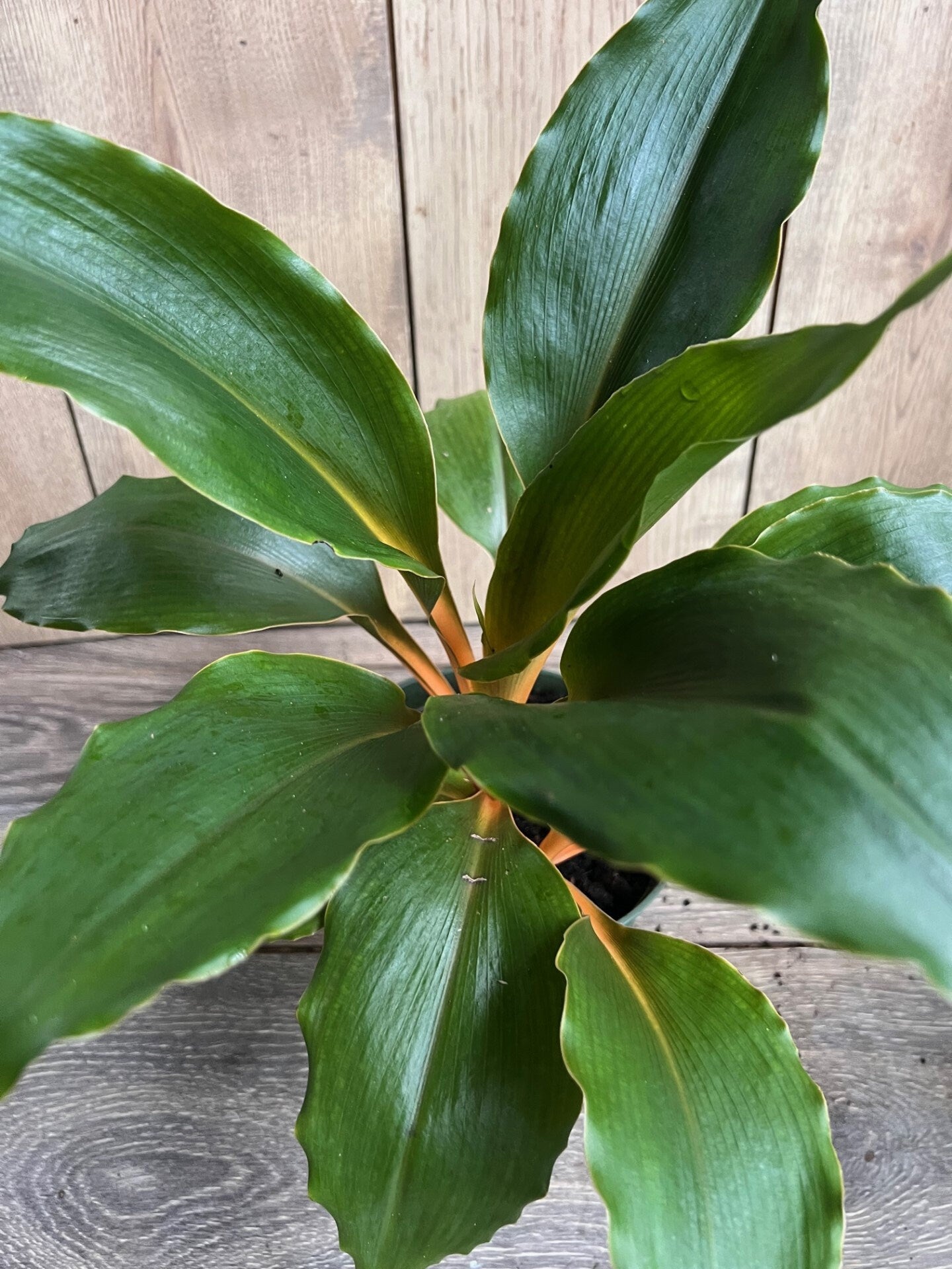 Chlorophytum 'Mandarin Orange' in 6" pot, Mandarin plant, spider