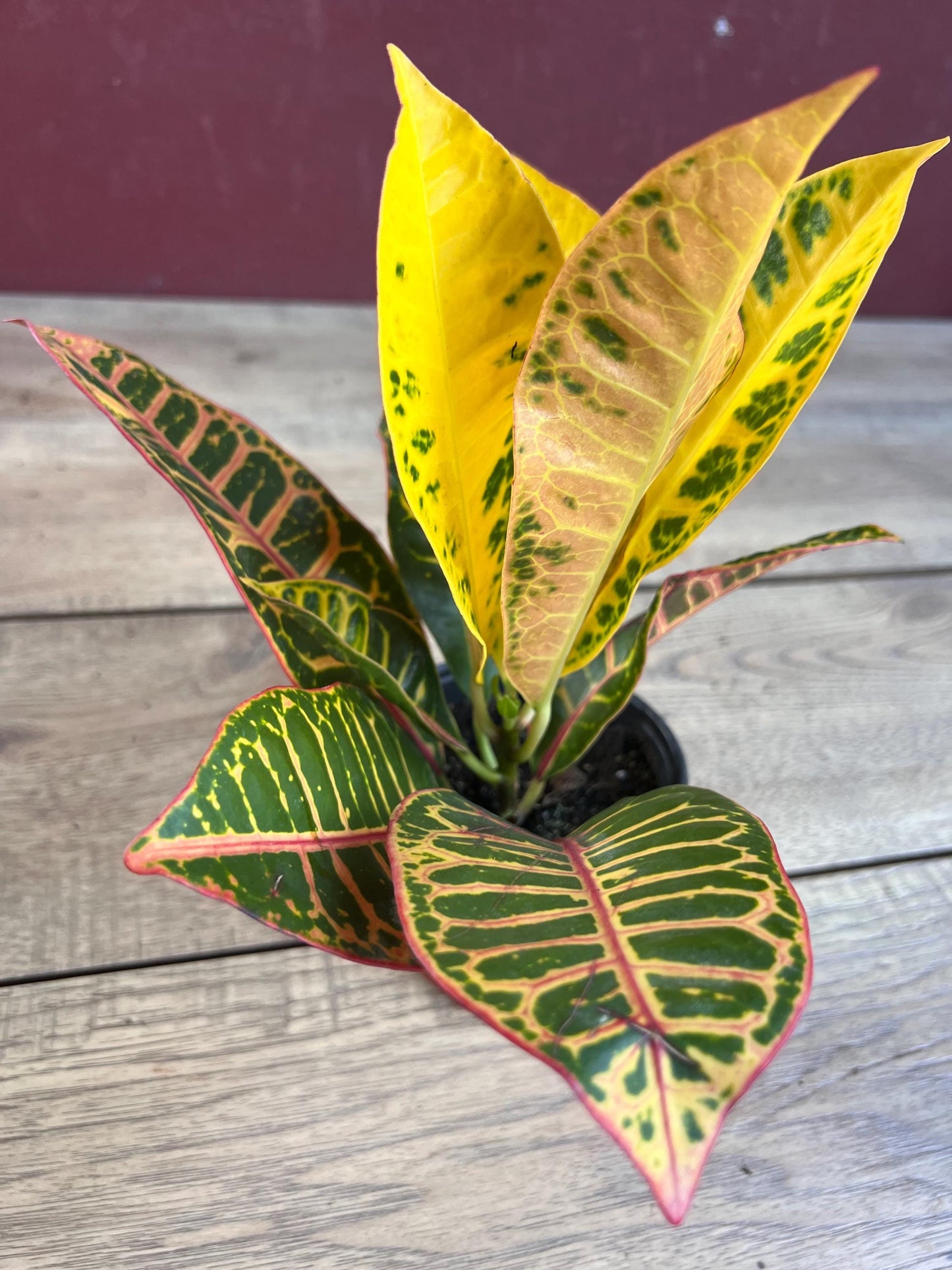 Croton  Petra  in 4" Pot, house plant, indoor, outdoor